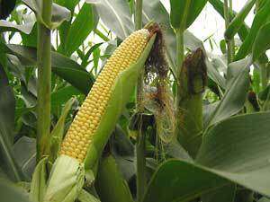 Mafuta Mealie - Zea Mays - Vegetable - 15 Seeds