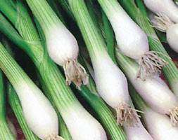 White Lisbon Spring Onion - Allium Wakegi - Vegetable - 100 Seeds