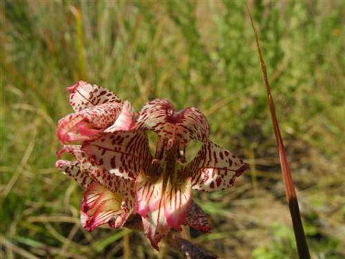 Gladiolus Rufomarginatus - Sword Lily - Indigenous Bulb - 10 Seeds