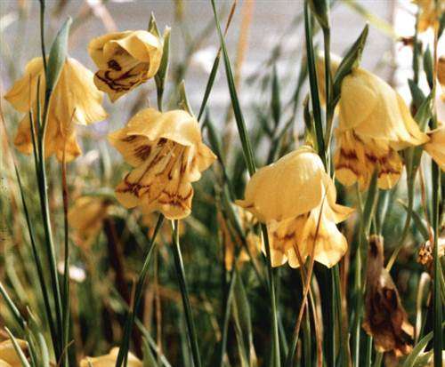 Gladiolus Pritzellii - Sword Lily - Indigenous Bulb - 10 Seeds