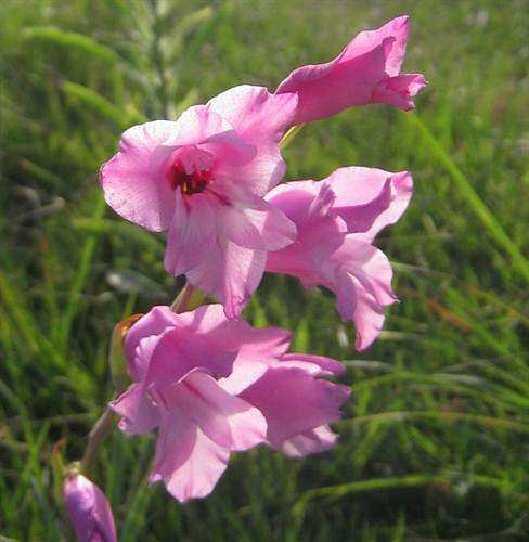 Gladiolus Ochroleucus - Sword Lily - Indigenous Bulb - 10 Seeds