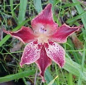 Gladiolus Maculatus - Bruin Afikaaner - Indigenous Bulb - 10 Seeds