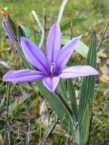 Babiana Leipoldtii - Baboon Flower - Indigenous Bulb - 10 Seeds
