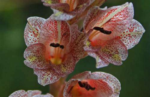 Gladiolus Densiflorus - Sword Lily - Indigenous Bulb - 10 Seeds