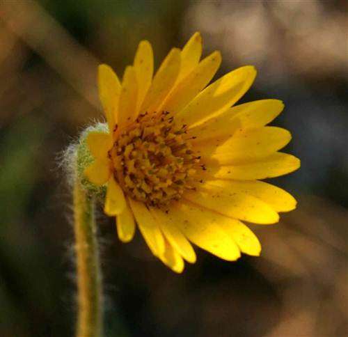 Gerbera Ambigua Yellow - Botterblom - Indigenous Perennial - 5 Seeds