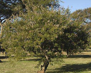 Acacia Davyi - Cork Thorn Tree - Indigenous Tree - 5 Seeds