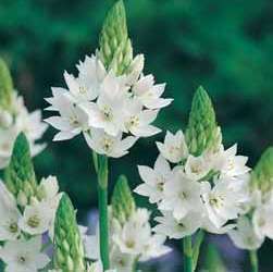 Ornithogalum Thyrsoides - Star of Bethlehem - Indigenous Bulb Seeds