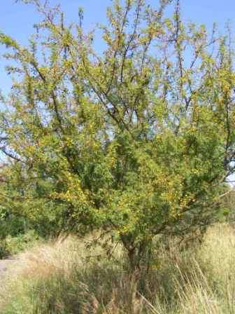 Acacia Swazica - Swaziland Thorn Tree - Indigenous Tree - 20 Seeds