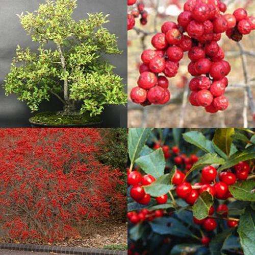Illex Verticillata - American Winterberry Holly - Exotic Tree / Shrub Seeds