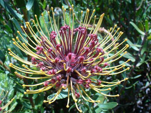 Leucospermum Tottum - Matches - Indigenous Protea Shrub Seeds