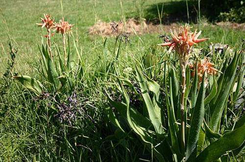 Aloe Ecklonis - Grass Aloe - Indigenous Succulent Seeds