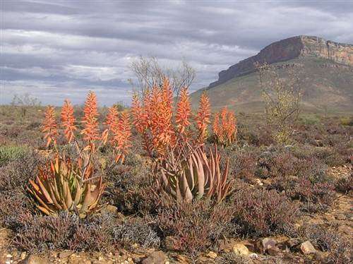 Aloe Falcata - Vanrhynsdorp Aloe - Indigenous Succulent Seeds