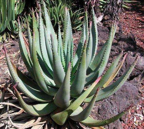 Aloe Gerstneri - African Aloe - Indigenous Succulent - 10 Seeds