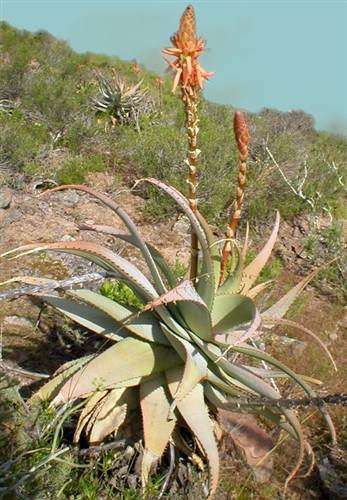 Aloe Glauca - Blue Aloe - Indigenous Succulent - 5 Seeds