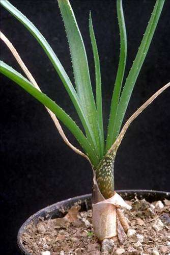 Aloe Myriacantha - Grass Aloe - Indigenous Succulent - 10 Seeds