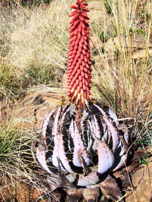 Aloe Peglerae - African Aloe - Indigenous Succulent Seeds