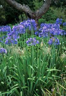 Agapanthus Caulescens - South African Bulb - Indigenous Bulb - 10 Seeds