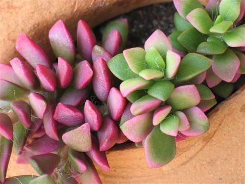 Anacampseros Telephiastrum - Gemsboksuring - Indigenous Succulent - 10 Seeds