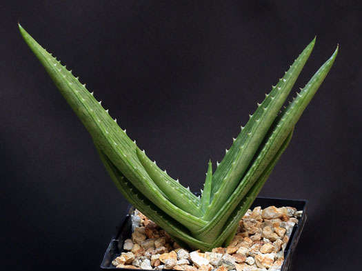 Aloe Hahnii - African Aloe - Indigenous Succulent - 10 Seeds