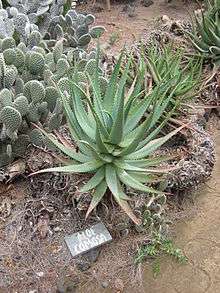 Aloe Comosa - Clanwilliam Aloe - Indigenous Succulent - 5 Seeds