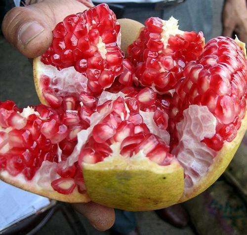 *** NEW *** Israeli Giant Pomegranate - Punica Granatum - 5 Seeds - Fruit Tree - Up to 1kg fruits