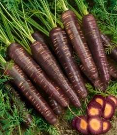 Purple Haze Hybrid - Carrot - Daucus Carrota - Vegetable - 10 Seeds - Unique