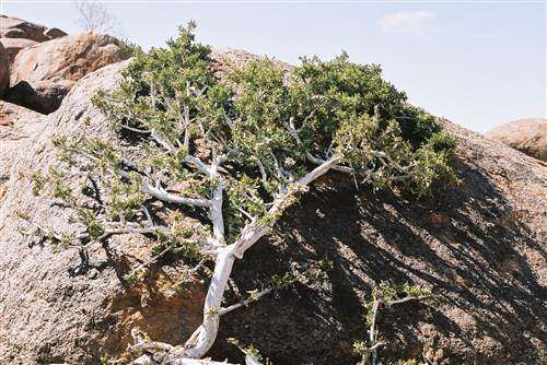 Ficus Cordata - Namaqua Rock Fig - Indigenous Fig Tree - 10 Seeds