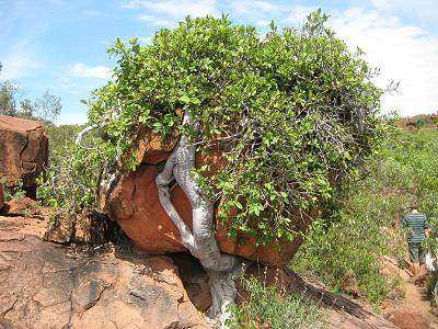 Ficus Ilicina - Laurel Rock Fig - Indigenous Fig Tree - 20 Seeds