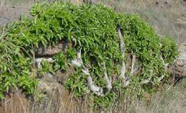 Ficus Ingens - Red Leaved Fig - Indigenous Fig Tree - 10 Seeds