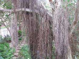 Ficus Sur - Cape Fig - Indigenous Fig Tree - 10 Seeds