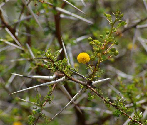 Acacia Exuvialis - Flaky Acacia - Indigenous Tree Seeds