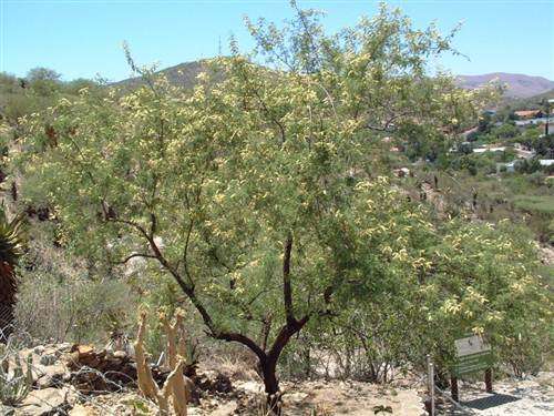 Acacia Hereroensis - Mountain Thorn - Indigenous Tree Seeds