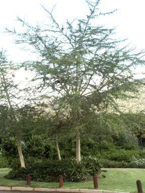 Acacia Xanthophloea - Fever Tree - Indigenous Tree Seeds