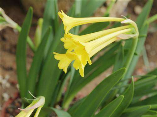 Cyrtanthus Flanaganii - Yellow Dobo Lily - Indigenous Bulb Seeds