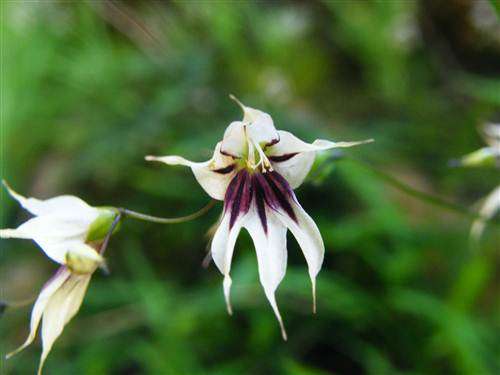 Melasphaerula Ramosa - Perennial - Indigenous Bulb - 5 Seeds