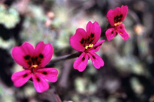 Pelargonium Magenteum - Magenta Flowered Pelargonium - Indigenous Shrub Seeds