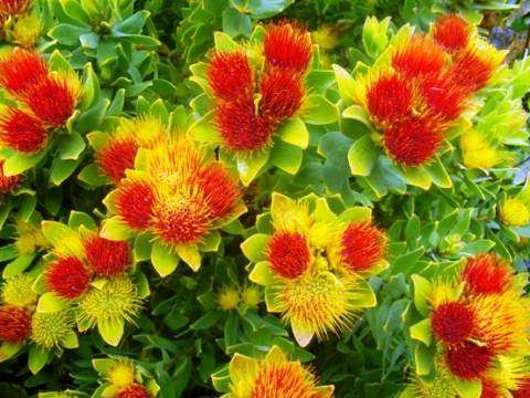 Leucospermum Oleifolium - Overberg Pincushion - Indigenous Protea Family - 5 Seeds