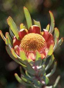 Protea Acuminata - Black-rim Sugarbush - Indigenous Shrub - 10 Seeds
