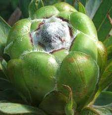 Protea Coronata - Green Protea - Indigenous Shrub Seeds