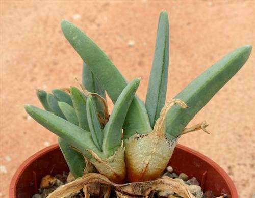 Antimima Ventricosa - Succulent - Indigenous Succulent - 20 Seeds