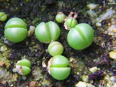 Argyroderma Crateriforme - Succulent - Indigenous Succulent Seeds
