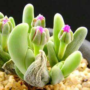 Gibbaeum Shandii - Succulent - Indigenous Succulent - 10 Seeds