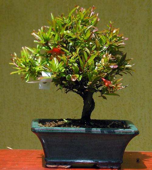 Dwarf Pomegranate - Punica Granatum var. Nana - 10 Seeds - Bonsai Fruit Tree