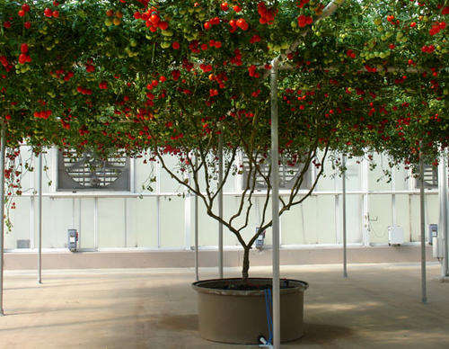 *** RARE *** Italian Tree Vine Tomato - Heirloom - Lycopersicon Esculentum - Vegetable - 5 Seeds