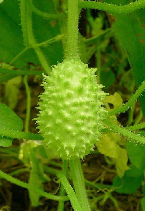 Cucumis Anguria - Exotic Vegetable - West Indian Gherkin - 10 Seeds