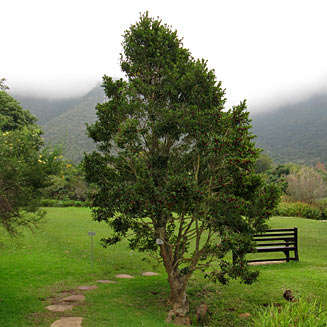 Ilex Mitis - Tree - African Holly / Cape Holly - 10 Seeds