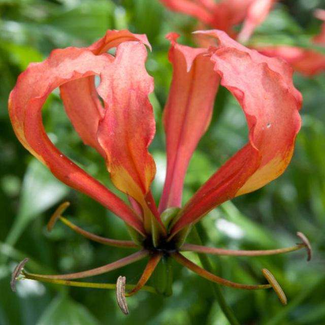 Gloriosa Virescens - Indigenous Bulb Seeds - Climbing Fire Lily - 10 Seeds