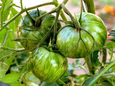 Green Zebra - Tomato - Lycopersicon Esculentum - Vegetable - 5 Seed Pack