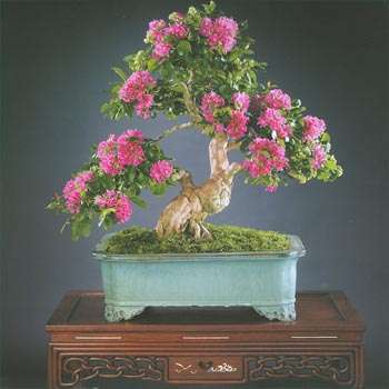 Crape Myrtle - Lagerstroemia Indica - 10 Seed Pack - Beautiful Bonsai