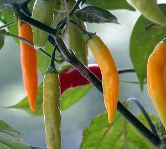 Aji Amarillo Chilli Pepper - 5 Seeds - Capsicum Annuum - Vegetable - Peruvian Pepper